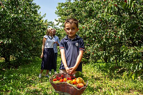 Family Experience - Picking up in the Orchards